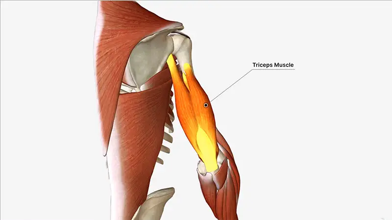 Triceps Are Located In The Upper Arm