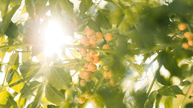12 Benefits of Sunlight: Learn What to Consider About Sunlight Exposure ...