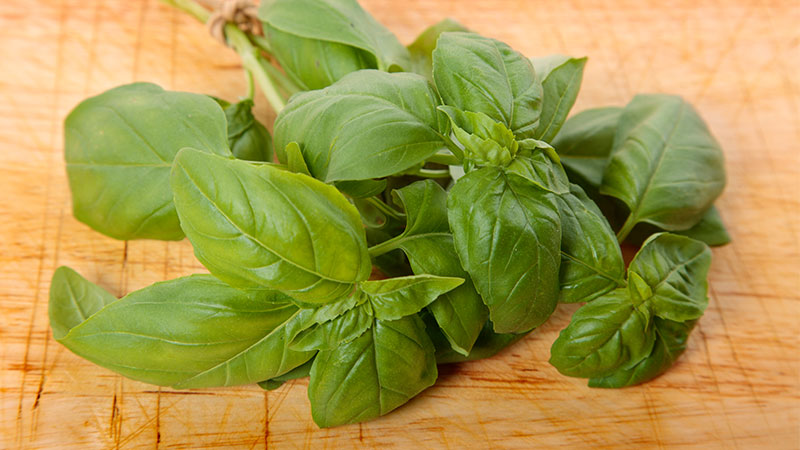 Basil Source 10 Health Benefits of Fresh Basil You Need to Know + Easy Recipes to ...
