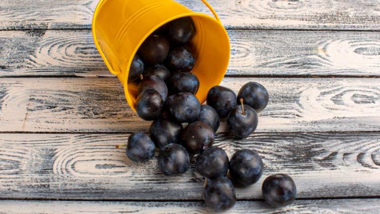 Dried Muscadine Grapes And Pet Health Risks Awareness Prevention And Management